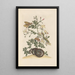 Dissertation sur la génération et les transformations des insectes de Surinam Pl22 - Maria Sibylla Merian — quadro incorniciato alla parete