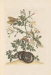 Dissertation sur la génération et les transformations des insectes de Surinam Pl22 - Maria Sibylla Merian — vista dell’opera