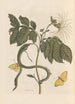 Dissertation sur la génération et les transformations des insectes de Surinam Pl28 - Maria Sibylla Merian — vista dell’opera
