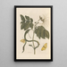 Dissertation sur la génération et les transformations des insectes de Surinam Pl28 - Maria Sibylla Merian — quadro incorniciato alla parete