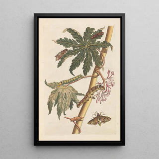 Maria Sibylla Merian - Dissertation sur la generation et les transformations des insectes de Surinam Pl30.webp