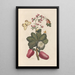Dissertation sur la génération et les transformations des insectes de Surinam Pl36 - Maria Sibylla Merian — quadro incorniciato alla parete