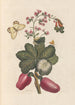 Dissertation sur la génération et les transformations des insectes de Surinam Pl36 - Maria Sibylla Merian — vista dell’opera