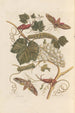 Dissertation sur la génération et les transformations des insectes de Surinam Pl37 - Maria Sibylla Merian — vista dell’opera