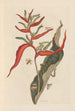 Dissertation sur la génération et les transformations des insectes de Surinam Pl39 - Maria Sibylla Merian — vista dell’opera