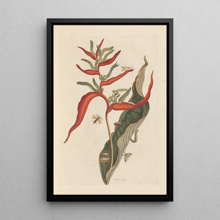 Maria Sibylla Merian - Dissertation sur la generation et les transformations des insectes de Surinam Pl39.webp