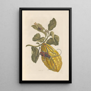 Maria Sibylla Merian - Dissertation sur la generation et les transformations des insectes de Surinam Pl40.webp