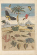 Dissertation sur la génération et les transformations des insectes de Surinam Pl43 - Maria Sibylla Merian — vista dell’opera