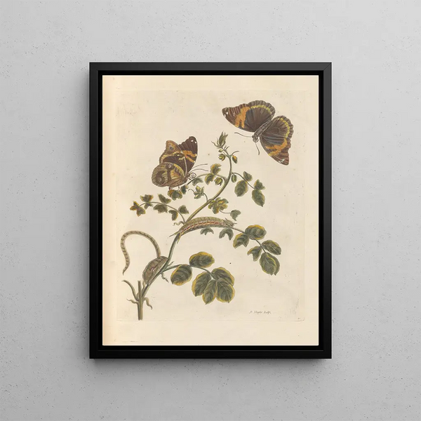 Maria Sibylla Merian - Dissertation sur la generation et les transformations des insectes de Surinam Pl45.webp