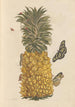 Dissertation sur la génération et les transformations des insectes de Surinam Pl52 - Maria Sibylla Merian — vista dell’opera