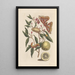 Dissertation sur la génération et les transformations des insectes de Surinam Pl53 - Maria Sibylla Merian — quadro incorniciato alla parete