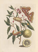 Dissertation sur la génération et les transformations des insectes de Surinam Pl53 - Maria Sibylla Merian — vista dell’opera