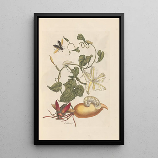 Maria Sibylla Merian - Dissertation sur la generation et les transformations des insectes de Surinam Pl56.webp