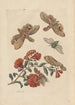 Dissertation sur la génération et les transformations des insectes de Surinam Pl60 - Maria Sibylla Merian — vista dell’opera
