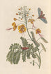 Dissertation sur la génération et les transformations des insectes de Surinam Pl61 - Maria Sibylla Merian — vista dell’opera