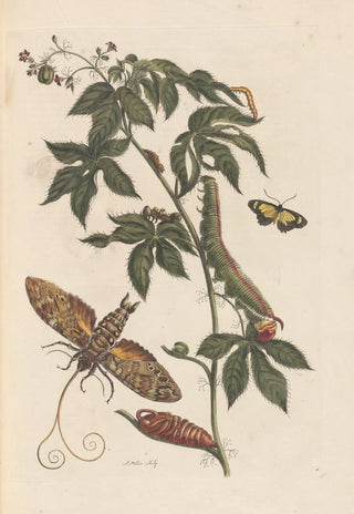 Maria Sibylla Merian - Dissertation sur la generation et les transformations des insectes de Surinam Pl62.webp