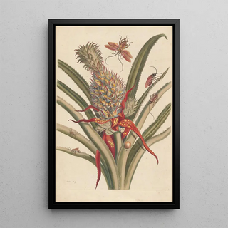 Maria Sibylla Merian - Dissertation sur la generation et les transformations des insectes de Surinam Pl64.webp