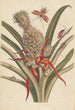 Dissertation sur la génération et les transformations des insectes de Surinam Pl64 - Maria Sibylla Merian — vista dell’opera
