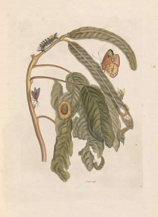 Maria Sibylla Merian - Dissertation sur la generation et les transformations des insectes de Surinam Pl65.webp