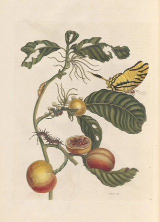 Maria Sibylla Merian - Dissertation sur la generation et les transformations des insectes de Surinam Pl69.webp