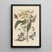 Dissertation sur la génération et les transformations des insectes de Surinam Pl70 - Maria Sibylla Merian — quadro incorniciato alla parete