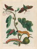 Figuier d'Amérique - Maria Sibylla Merian — vista dell’opera