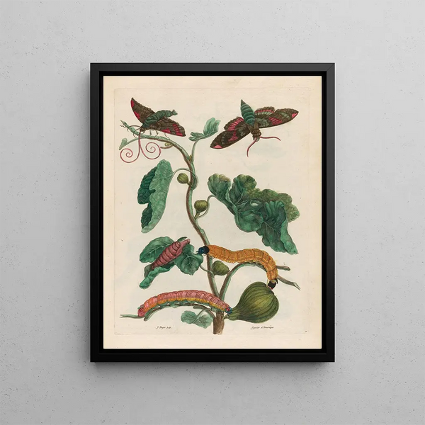 Maria Sibylla Merian - Figuier dAmerique.webp
