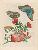 Grenadier - Maria Sibylla Merian — vista dell’opera