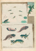 Grenouilles - Maria Sibylla Merian — vista dell’opera