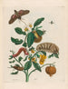 Guajare - Maria Sibylla Merian — vista dell’opera