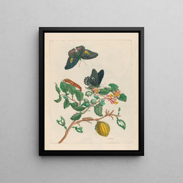Maria Sibylla Merian - Limonier.webp