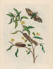 Ludwigia octovalvis - Maria Sibylla Merian — vista dell’opera