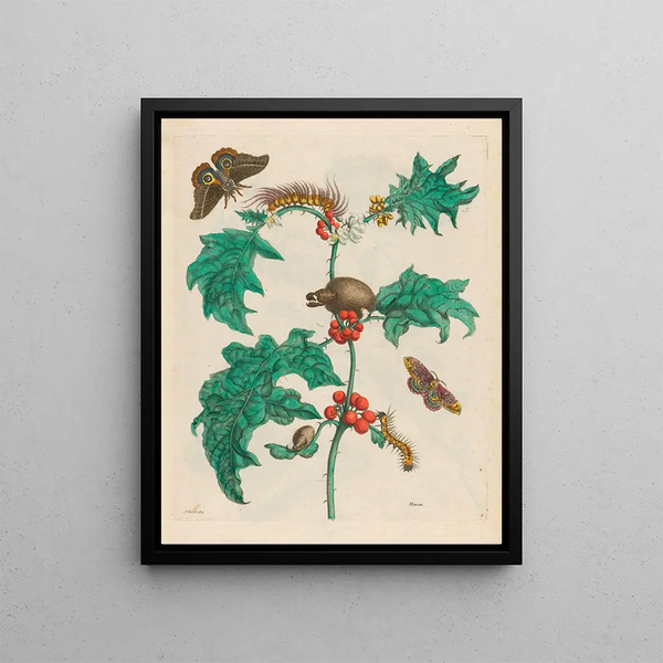 Maria Sibylla Merian - Maccai.webp
