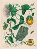 Marquiaas - Maria Sibylla Merian — vista dell’opera