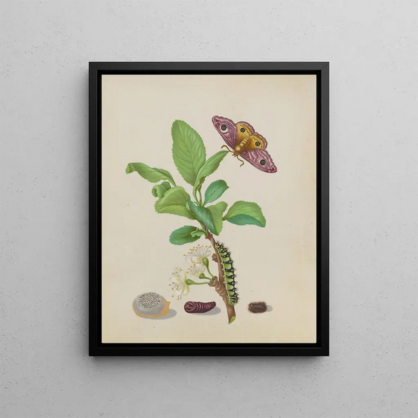 Maria Sibylla Merian - Metamorphosis of a Small Emperor Moth on a Damson Plum plate 13 of the Caterpillar Book.webp