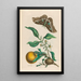 Oranger - Maria Sibylla Merian — quadro incorniciato alla parete