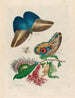 Pachystachys coccinea - Maria Sibylla Merian — vista dell’opera