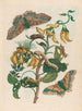 Pallisadenboom - Maria Sibylla Merian — vista dell’opera