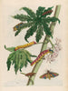 Papaya - Maria Sibylla Merian — vista dell’opera
