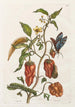 Poivre dinde - Maria Sibylla Merian — vista dell’opera