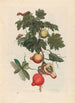 Pomme de Sodome - Maria Sibylla Merian — vista dell’opera