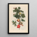 Pomme de Sodome - Maria Sibylla Merian — quadro incorniciato alla parete