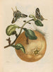 Pompelmous - Maria Sibylla Merian — vista dell’opera