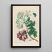 Prunier d'Amérique - Maria Sibylla Merian — quadro incorniciato alla parete