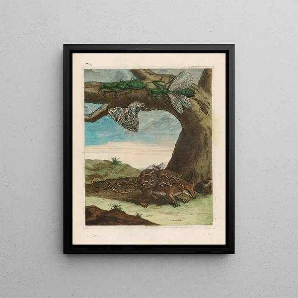 Maria Sibylla Merian - Rat de forest.webp