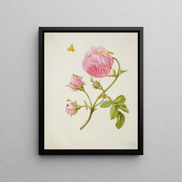 Maria Sibylla Merian - Rose with Metamorphosis of Leaf Roller and a Glued Beetle Larva.webp