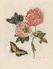 Rosier - Maria Sibylla Merian — vista dell’opera