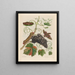 Vigne d'Amérique - Maria Sibylla Merian — quadro incorniciato alla parete