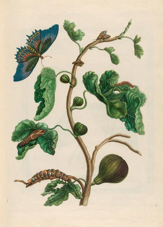 Maria Sibylla Merian - White Guava.webp