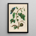 Goyave blanche - Maria Sibylla Merian — quadro incorniciato alla parete